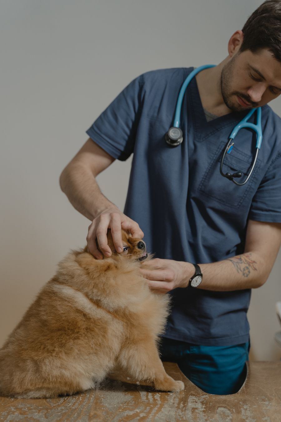 Consulta veterinária no Petshop 4i